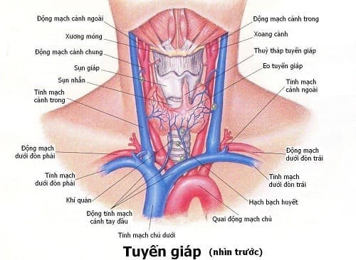 Tuyến giáp là một tuyến hình bướm nằm ở cổ, đóng vai trò điều hành sự trao đổi chất.