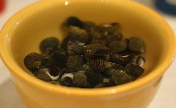 Ngâm ốc trong nước 1 tiếng trước khi chế biến