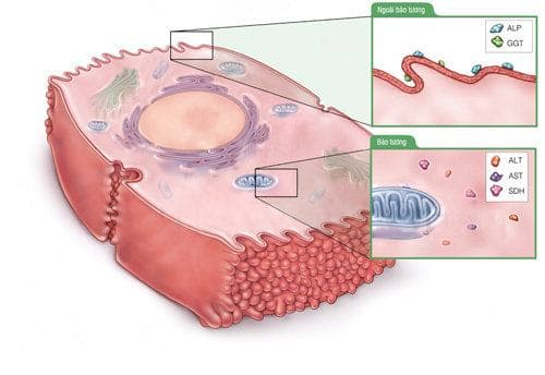 Chỉ số GGT trong máu sẽ cho biết gan có đang gặp bất ổn hay không và mức độ nghiêm trọng đến đâu.