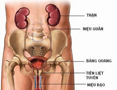 phòng khám thận tiết niệu Thu Cúc uy tín tại Hà Nội