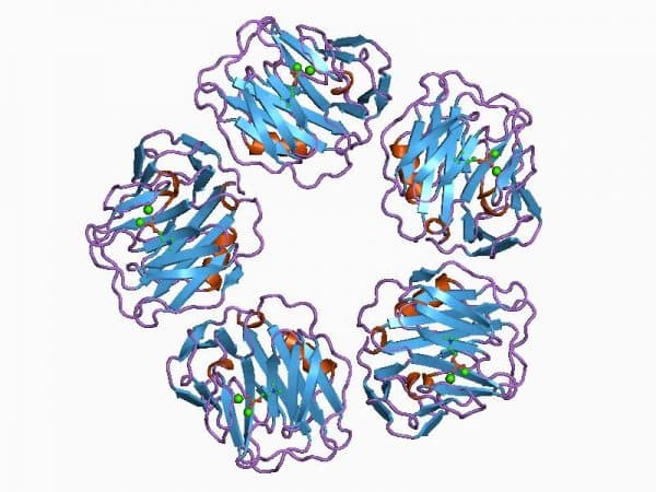 protein phản ứng c