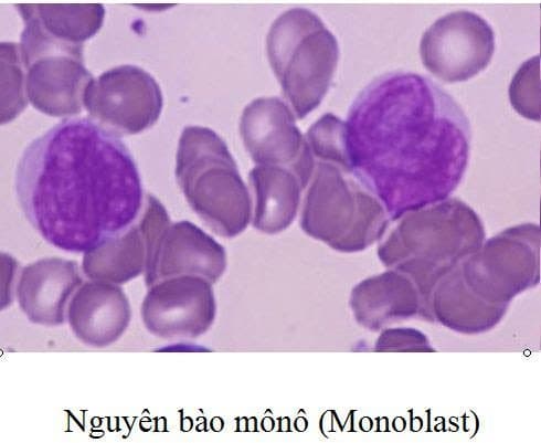 bạch cầu mono là gì?