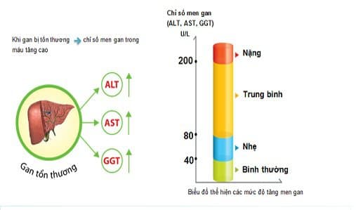 Chỉ số xét nghiệm SGOT (AST), SGPT (ALT) và GGT giúp đánh giá tình trạng tổn thương gan. (ảnh minh họa)