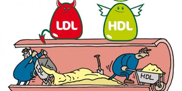 HDL là gì - Chỉ số HDL cholesterol thấp sẽ khiến LDL cholesterol 