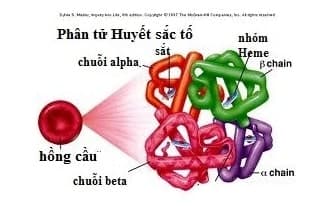 Phân tử huyết sắc tố là gì?