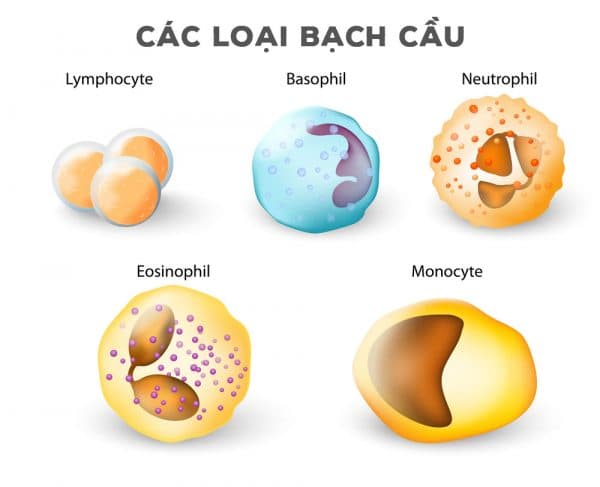 Baso là gì? Mục đích khi xét nghiệm chỉ số Baso