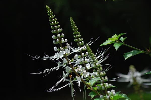 Theo Đông y cây râu mèo có tác dụng lợi tiểu, hỗ trợ điều trị các bệnh như bệnh thận, sỏi thận, hạ huyết áp, hạ đường huyết, bảo vệ gan, tăng sức đề kháng... (ảnh minh họa)