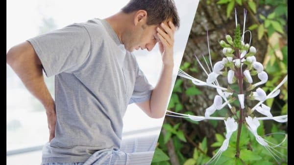 Cây râu mèo có thể hỗ trợ phòng ngừa được sự lắng đọng của các khoáng chất gây nên sỏi thận (ảnh minh họa)