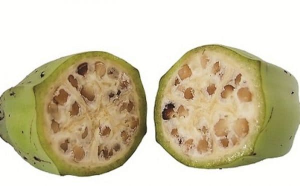 Theo y học cổ truyền thì chuối hột cũng có tác dụng trong việc làm mòn và đào thải sỏi qua đường tiểu (ảnh minh họa)