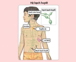 hạch bạch huyết là gì