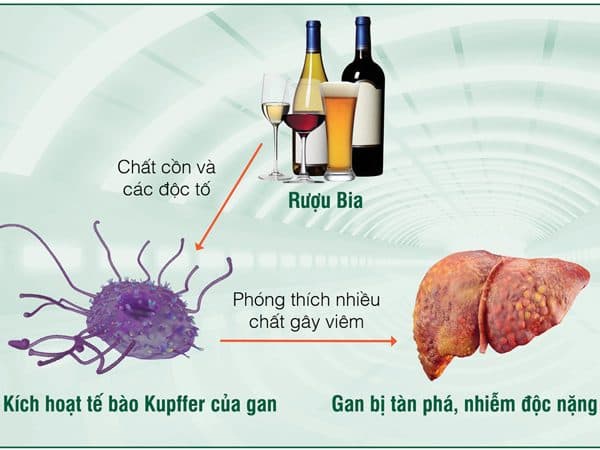 rượu bia gây ảnh hưởng đến gan và đường huyết trong cơ thể