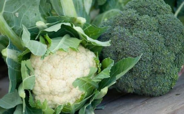 Bên cạnh việc tìm hiểu bị sỏi thận kiêng rau gì, bệnh nhân cũng cần biết các loại thực phẩm tốt cho người bị sỏi.