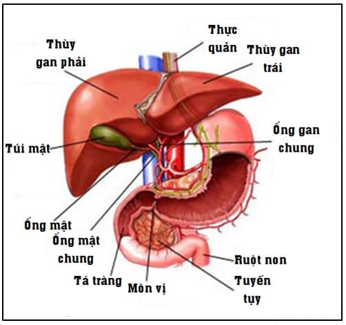Vị trí của gan và cấu tạo như thế nào?