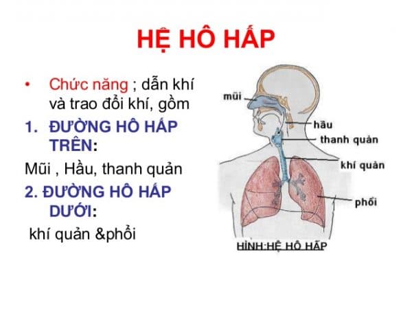 nhiễm trùng đường hô hấp trên ở trẻ