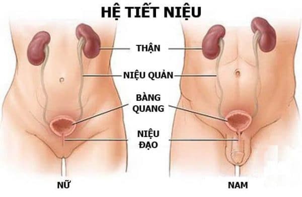 Tại sao sỏi thận thường gặp ở nam giới