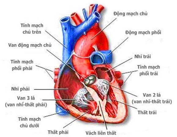 Hình ảnh giải phẫu tim. (ảnh minh họa)