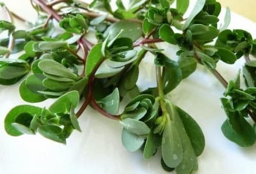 Rau sam được coi như bài thuốc nam có công dụng trong điều trị bệnh kiết lỵ