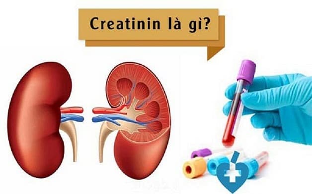 Đánh giá suy thận qua creatinin phản ánh chính xác chức năng hoạt động của thận