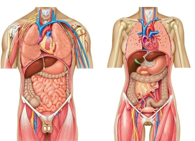 Tùy theo vị trí, mức độ và triệu chứng đi kèm, đau bụng cảnh báo nhiều bệnh lý khác nhau