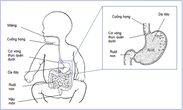 Hệ tiêu hóa của trẻ sơ sinh