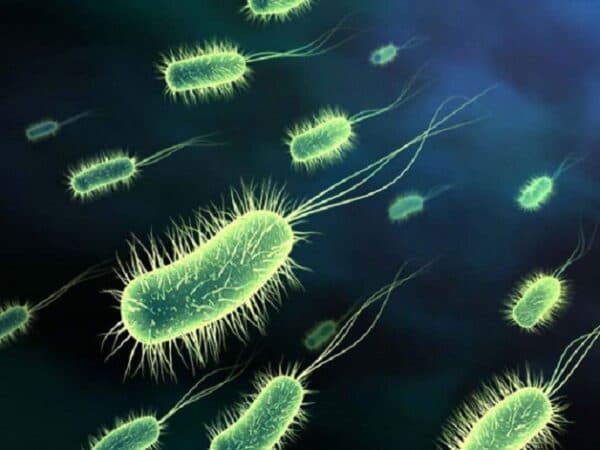 Vi khuẩn E.Coli là tác nhân chính gây viêm tiết niệu ở trẻ nhỏ