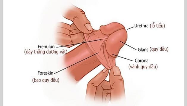 Bao quy đầu là một lớp mô mỏng bao phủ đầu dương vật
