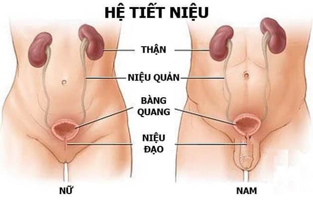 Viêm đường tiết niệu là hiện tượng bàng quang và thận bị vi khuẩn xâm nhập