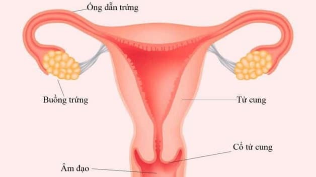 Vòi trứng là ống dẫn nhỏ nối giữa buồng trứng và tử cung