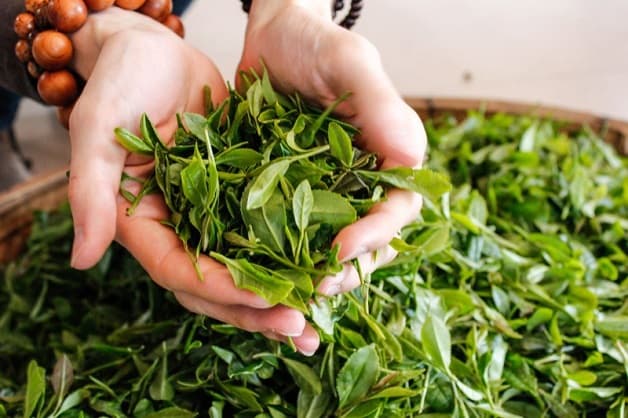 trà xanh tốt cho lá gan