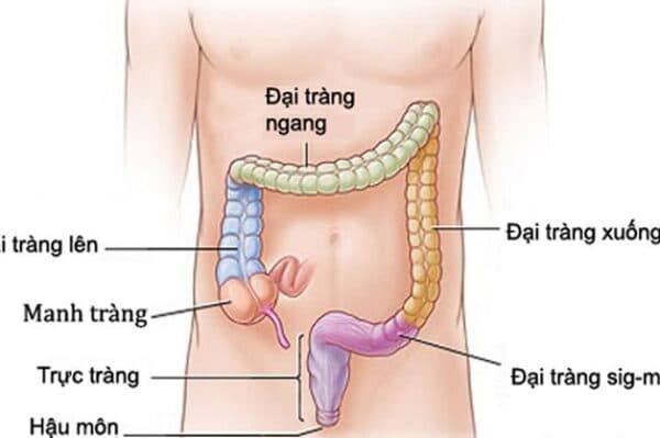 Vị trí của đại tràng trong ổ bụng