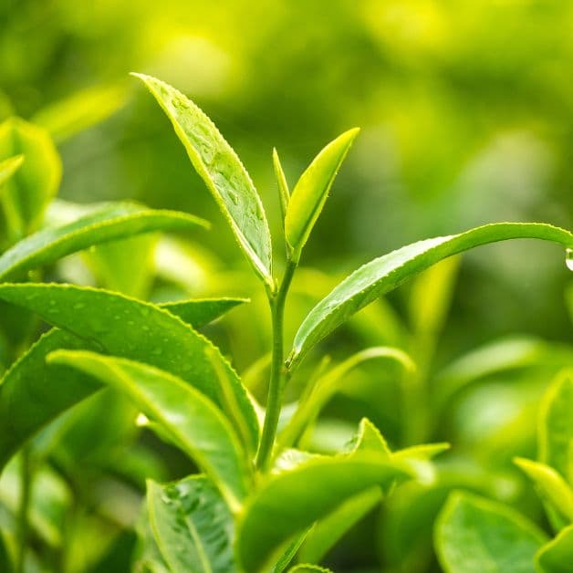 loại bỏ khí hư có mùi bằng phương pháp dân gian