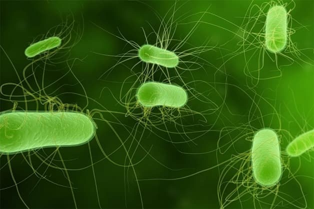 Vi khuẩn E.coli là nguyên nhân chính gây viêm đường tiết niệu dưới 