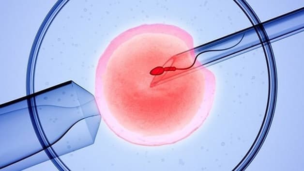 Thai IVF được tạo ra trong phòng thí nghiệm khi chuyên gia cho trứng và tinh trùng kết hợp với nhau
