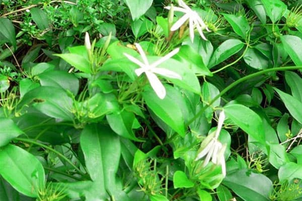 đau dạ dày có uống được chè vằng không?