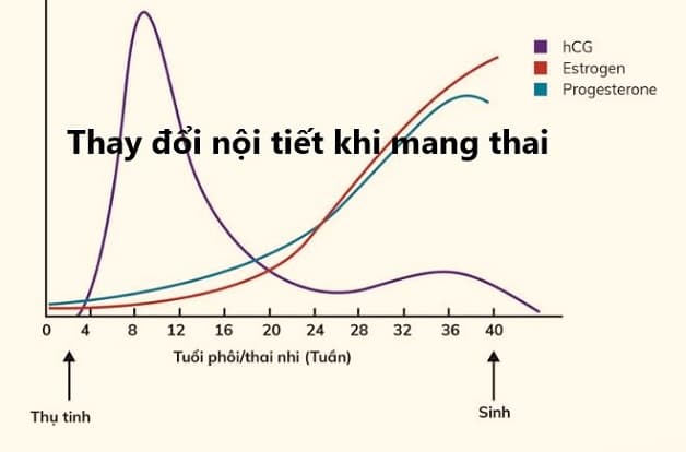 Sự thay đổi nồng độ các hormone nội tiết tố trong cơ thể là nguyên nhân gây ra hiện tượng ngứa vùng kín khi mang thai