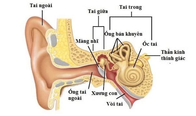 Cấu trúc hệ thống tiền đình