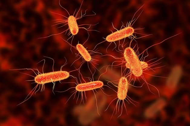 Vi khuẩn E.coli là tác nhân chính gây viêm đường tiết niệu