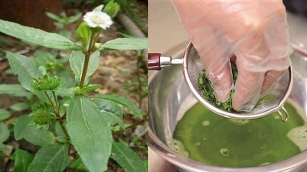 Cỏ mực có tác dụng thanh nhiệt cơ thể được sử dụng để chữa nhiệt miệng