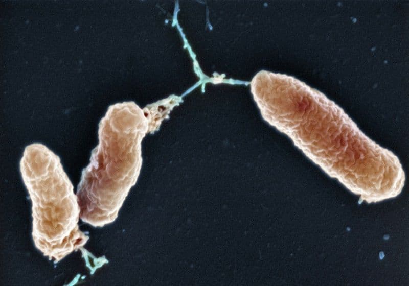 Vi khuẩn ho gà lây qua đường nào?