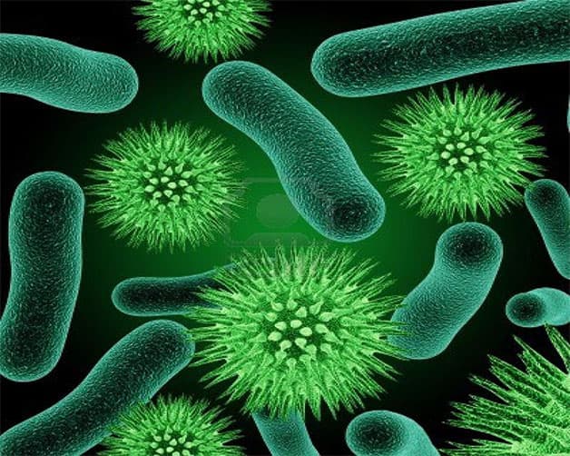 Vi khuẩn Bordetella pertussis là nguyên nhân gây ra ho gà ở trẻ.