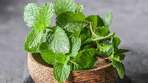 Dùng lá bạc hà cũng là một trong các mẹo chữa đau răng ở trẻ em