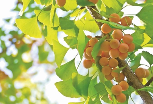 những điều cần biết về thiếu máu não 