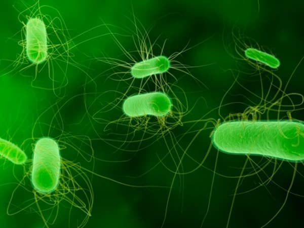 Vi khuẩn E.Coli cũng là một trong những nguyên nhân dẫn đến bệnh lý rò ở hậu môn 