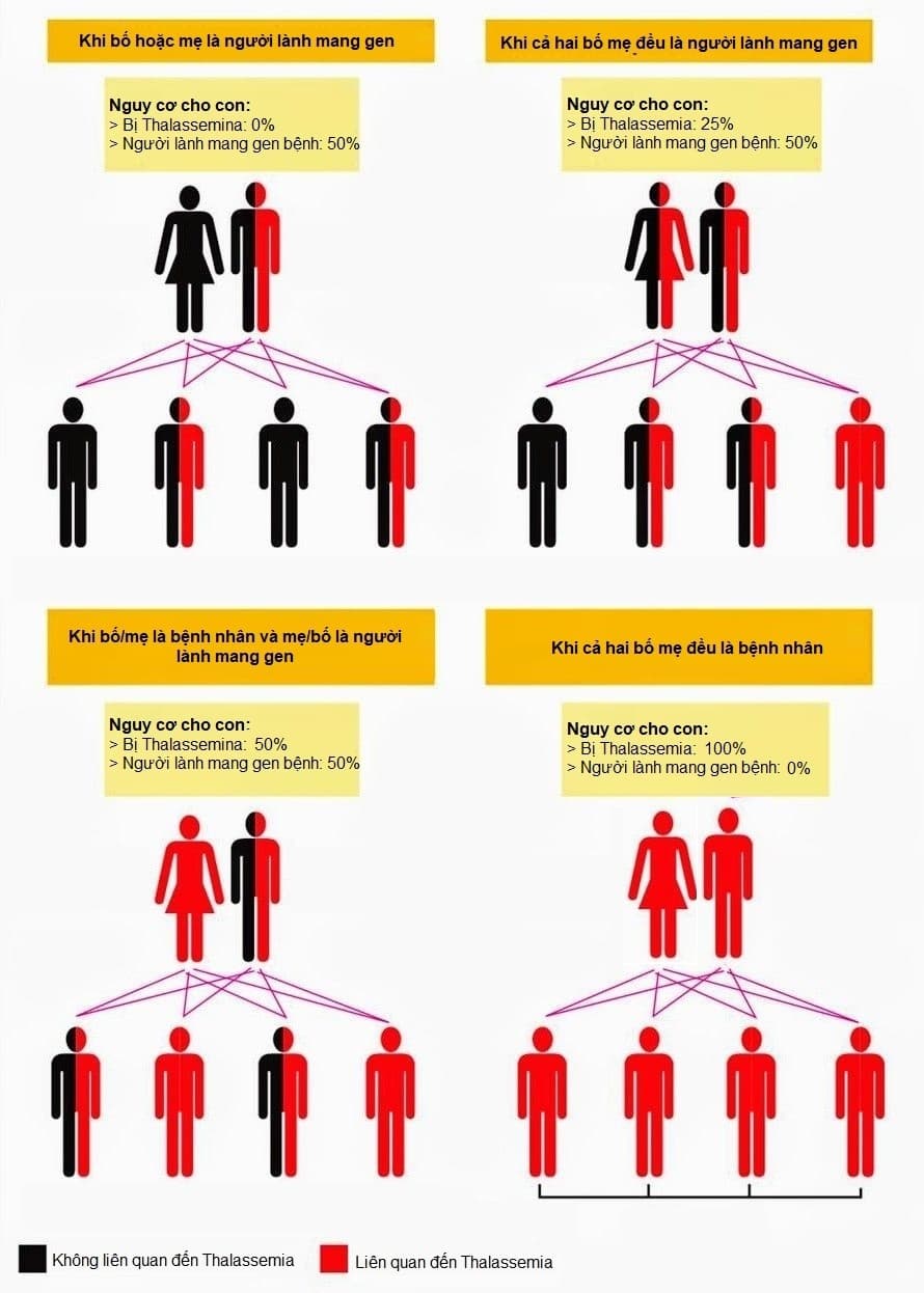 Sơ đồ gen di truyền bệnh thiếu máu bẩm sinh Thalassemia