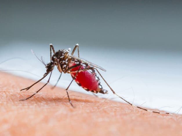 Sốt xuất huyết là bệnh do muỗi vằn Aedes Aegypti lây truyền virus Dengue từ người này sang người khác
