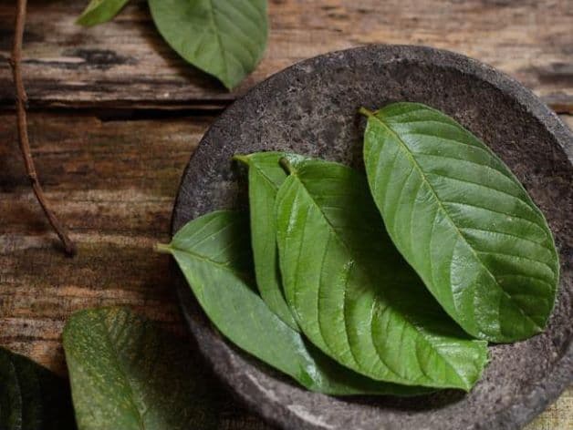 Đã từ rất lâu, người Việt hay dùng lá ổi để chữa viêm lợi và hôi miệng.