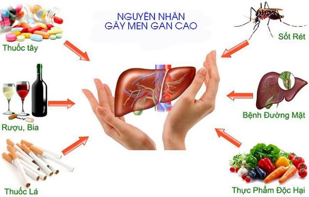 Có nhiều nguyên nhân làm tăng men gan