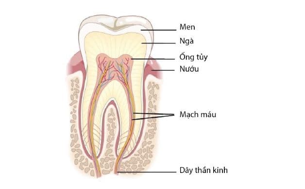 Tủy răng là một tổ chức chứa rất nhiều dây thần kinh và mạch máu, nằm giữa ngà răng.