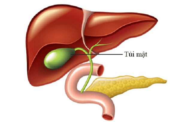 Vị trí túi mật trong ổ bụng