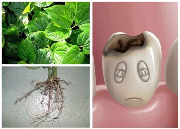 Sử dụng lá lốt và rễ cây để giảm đau răng trong khi mang thai